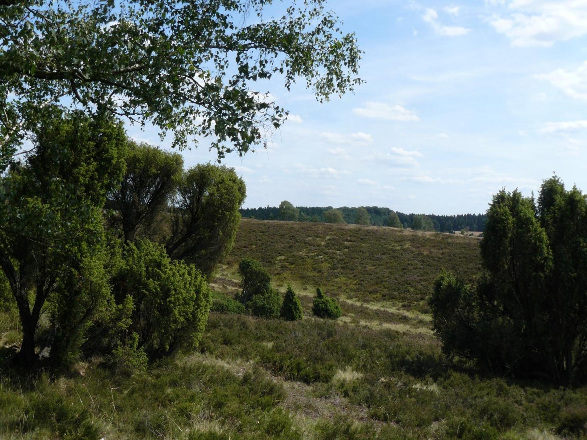 Holiday Home In Wietzendorf In The L Neburg Heath With A View Of The Countryside Eksteriør billede