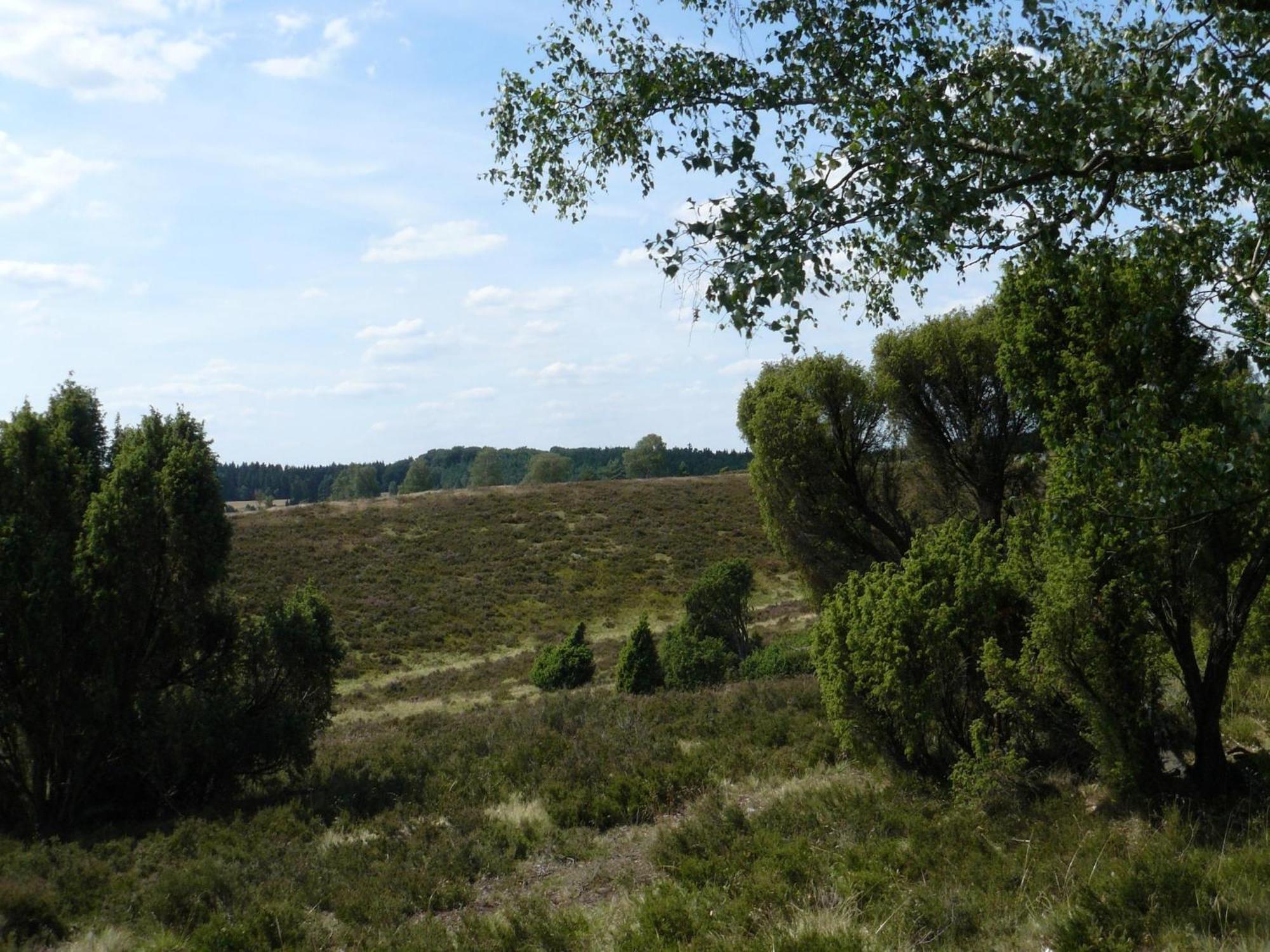 Holiday Home In Wietzendorf In The L Neburg Heath With A View Of The Countryside Eksteriør billede